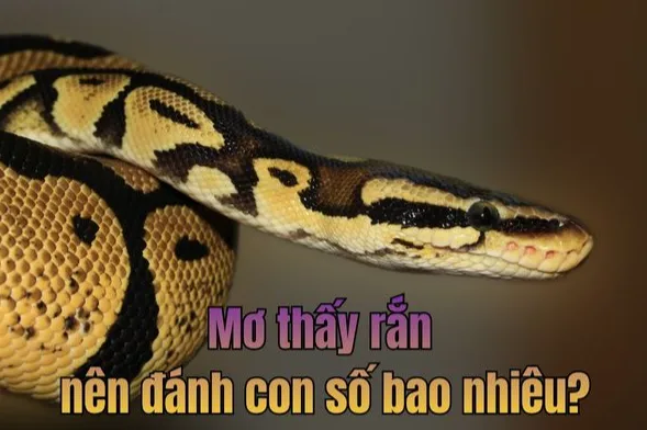 Ảnh: Khám phá điềm báo khi mơ thấy rắn