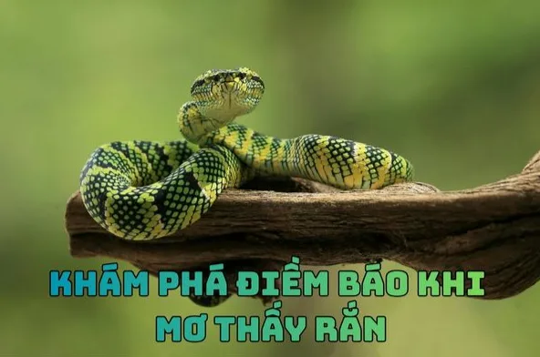 Ảnh: Khám phá điềm báo khi mơ thấy rắn